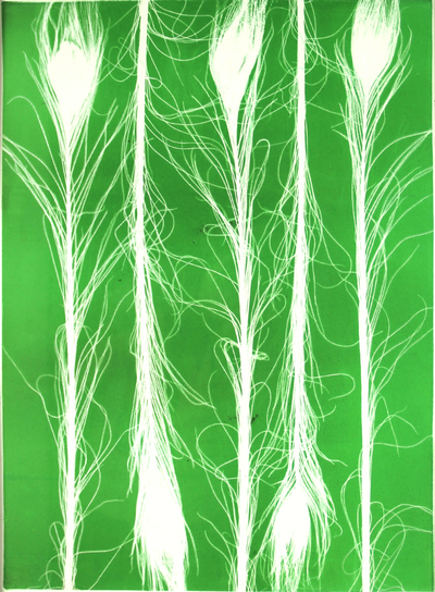 Peacock feathers 2_cc