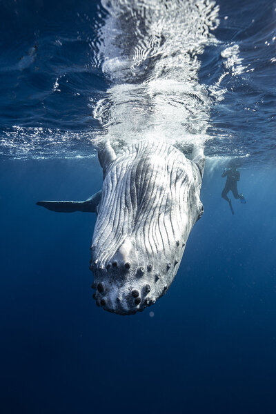Swim With Whales-Josh Munoz Moorea