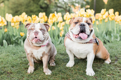Two English Bulldogs sitting in a field of tulips