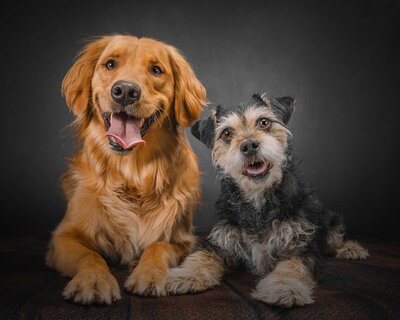 two dogs smiling in studio