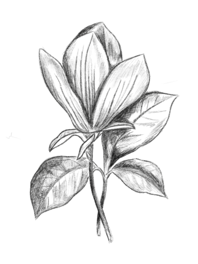 Floral-Drawing-2