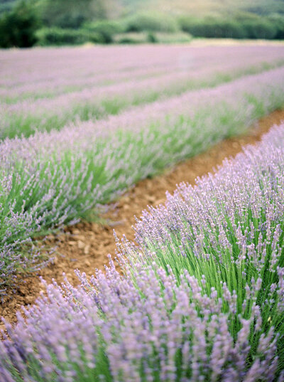 Lavender fields of Provence
