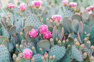 Scottsdale Arizona desert cactus with spring flowers