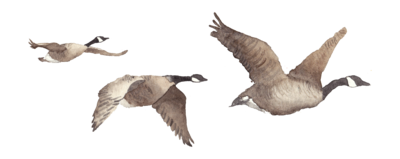 FlyingGeese