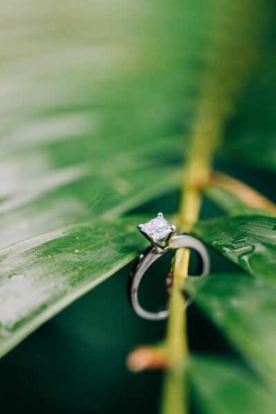an engagement ring held within the stem of a pine tree leaf
