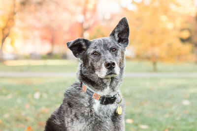 Rescue Dog in Boston Public Garden