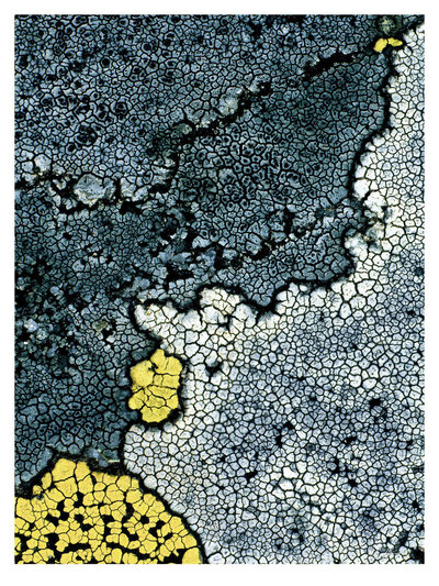 Photograph of blue, gray, and bright yellow-green lichen. Photo by Gilbert Hayoz.