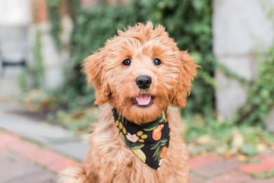 Mini Goldendoodle puppy in Beacon Hill