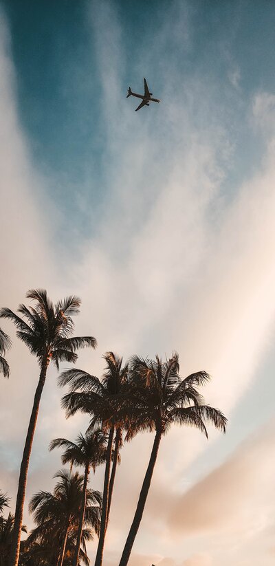 Plane flies over palm trees at sunset