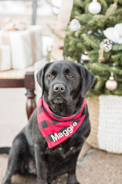 Black Labrador wearing a red and black plaid scarf