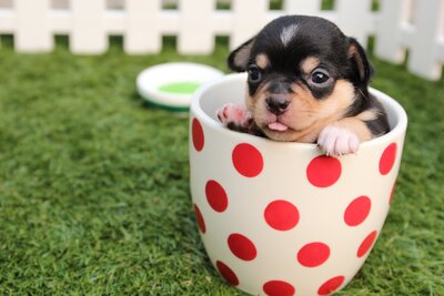 Puppy inside a red polka dot cup | Cornerstone Dog Training