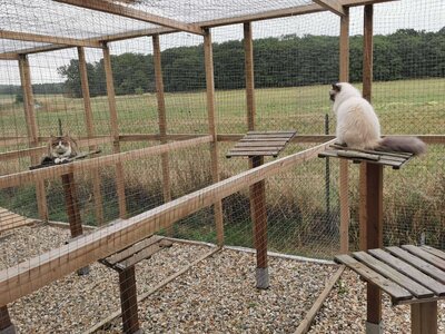 Chat sur son arbre à chat dans son jardinet extérieur privatif dans la pension pet's home