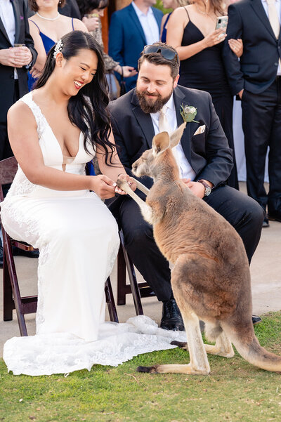 Bride and groom interacting with a kangaroo at their wedding at San Diego Safari Park