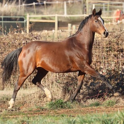 Thoroughbred Mare Ladys Comet by Comet Shine
