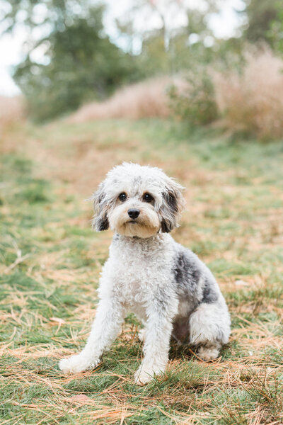 Cavapoo in a field