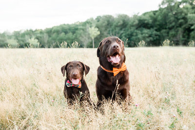 Chocolate Labs wearing bow ties in field