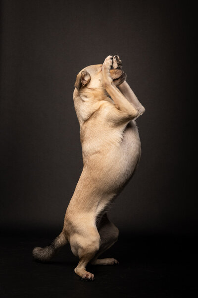 Tierfotos Hundefotos Fotoshooting Hund Aachen Sarah Thelen Lichtsammlerin