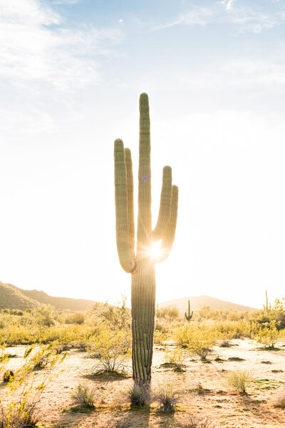 Phoenix Arizona desert saguaro cactus with sunlight