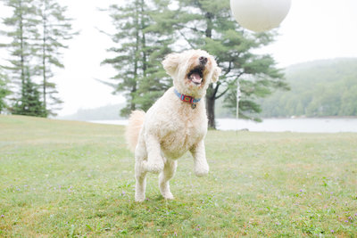 Goldendoodle jumping in the air