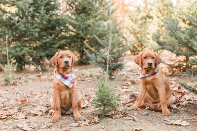 Two Fox Red Lab Puppies wearing plaid scarves