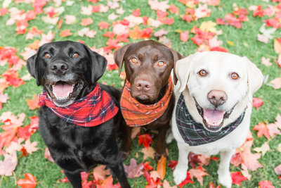 Three dogs wearing plaid scarves