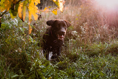 Chocolate lab running through tall grass Vermont Dog Photographer