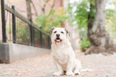 Rescue Terrier in South End