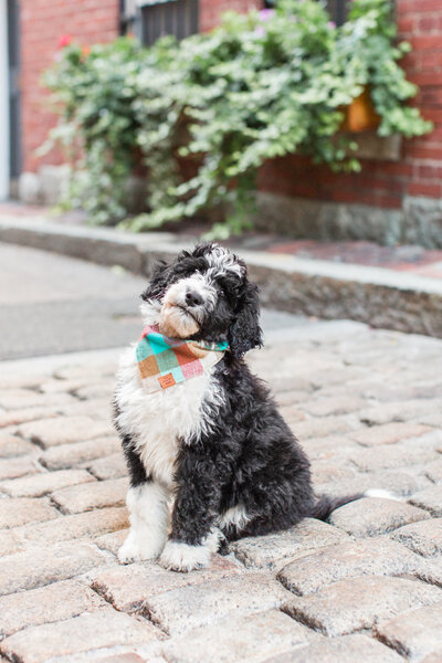 bernedoodle puppy in Beacon Hill