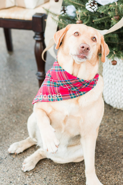 Yellow Lab wearing a red plaid Christmas scarf