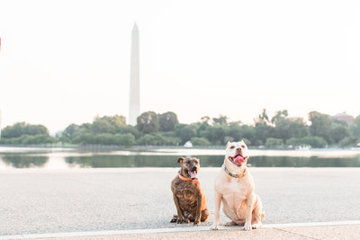Two Rescue dogs near Washington DC monuments