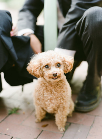 Pocket the toy poodle with Lyndi and Jason smiling at camera in Chatham Square