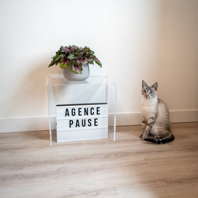 Décoration et chat de l'agence Pause