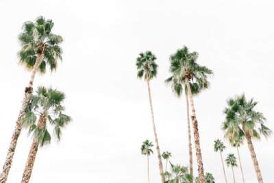 haute-stock-photography-palm-springs-collection-final-9