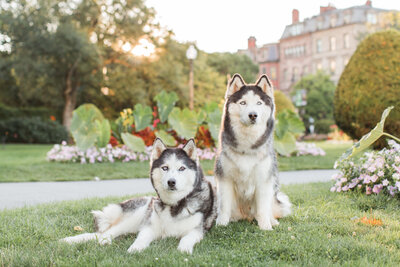 Two Huskies in Boston Public Garden