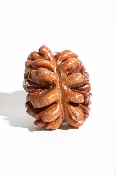 Pinecone Donut on White Background - Daylight Donuts