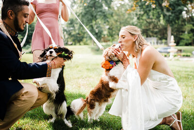 Bride and Groom petting their dogs, Blended wedding at Peirce Farm at Witch Hill