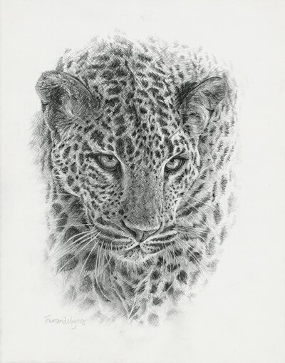 Townsend Majors' graphite drawing of a Sri Lakan Leopard