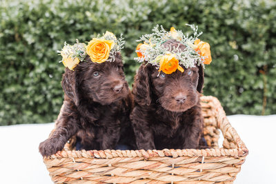 Two Australian Labradoodle puppies sitting in a basket wearing flower crowns