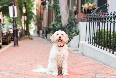 Mini Gldendoodle sitting in Beacon Hill streets