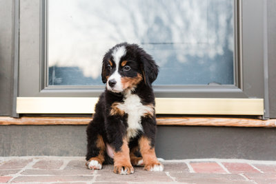 Bernese Mountain Dog puppy sitting on stairs
