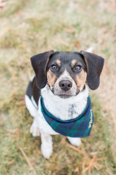 Beagle Mix wearing a green and blue plaid scarf