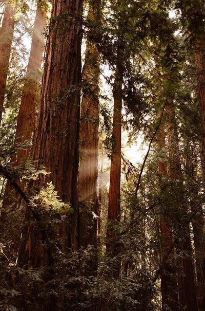Redwoods with light streaming through the tree canopy