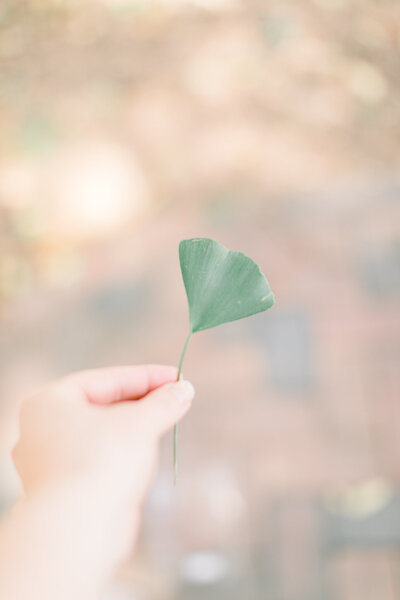 Close-up of a woman's hand holding a gingko leaf