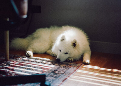 A fluffy white dog rests on a sunlit wooden floor beside a patterned rug, the soft light falling across their fur in a calm, cosy scene.