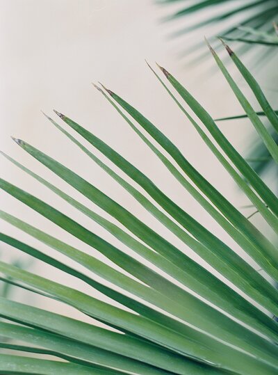 palm leaf detail white background travel print