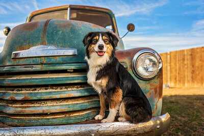 Australian Shepherd smiles as he sits on the bumper of a vintage truck.