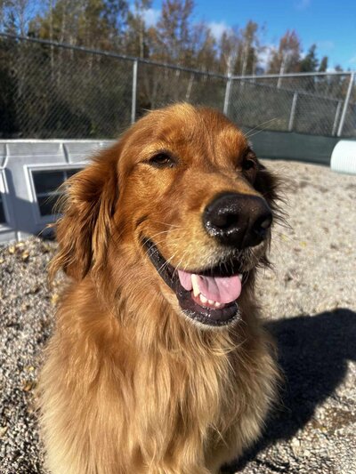 A golden retriever in the yard at Village Dogs with a big smile