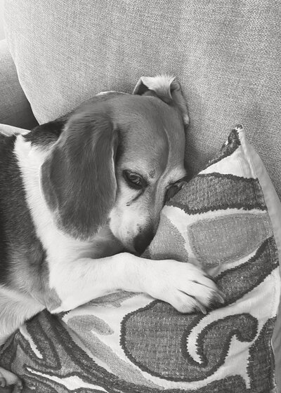 Augie the beagle resting on cozy blankets and pillows in black and white photo with caption "A wee-bit obsessed with my beagle, Augie."