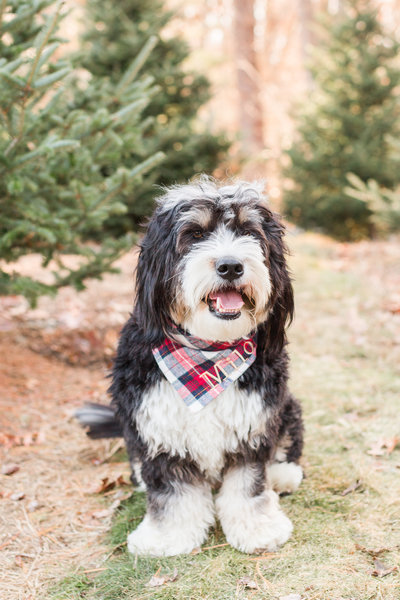 Bernedoodle wearing a plaid scarf