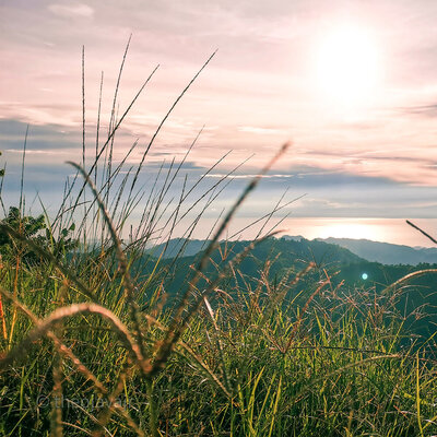 grasses with mountains in the background